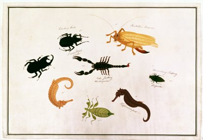 Koombang Kerbo, Bielalan Dawon, Kala Jinking, Koombang Padang, Seepferdchen, aus Zeichnungen von Tieren, Insekten und Reptilien aus Malakka, ca. 1805-18 von Chinese School